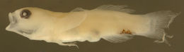 Image of Scaleless Goby