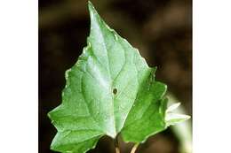 Mikania scandens (L.) Willd. resmi