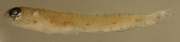 Image de Ctenogobius saepepallens (Gilbert & Randall 1968)