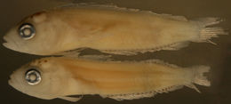 Image of <i>Labrisomus guppyi</i>