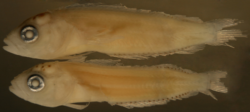 Image of <i>Labrisomus guppyi</i>