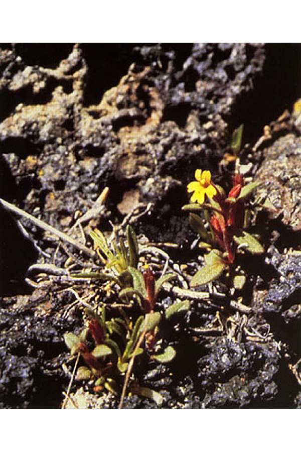 Image of Miniature Monkey-Flower