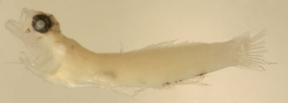 صورة Tigrigobius pallens (Ginsburg 1939)