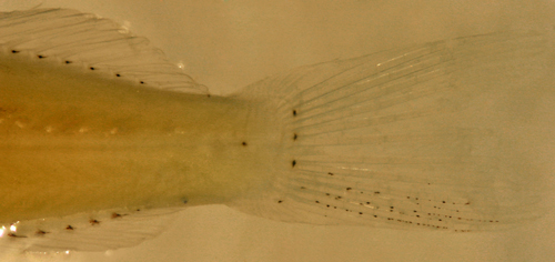 Image of Hairy Blenny