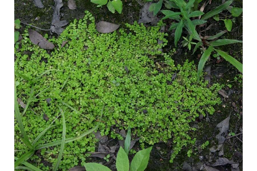 Image of Shade Mudflower