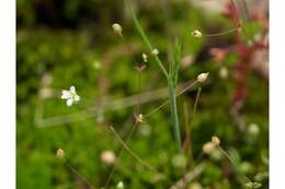 Image of One-Flower Stitchwort