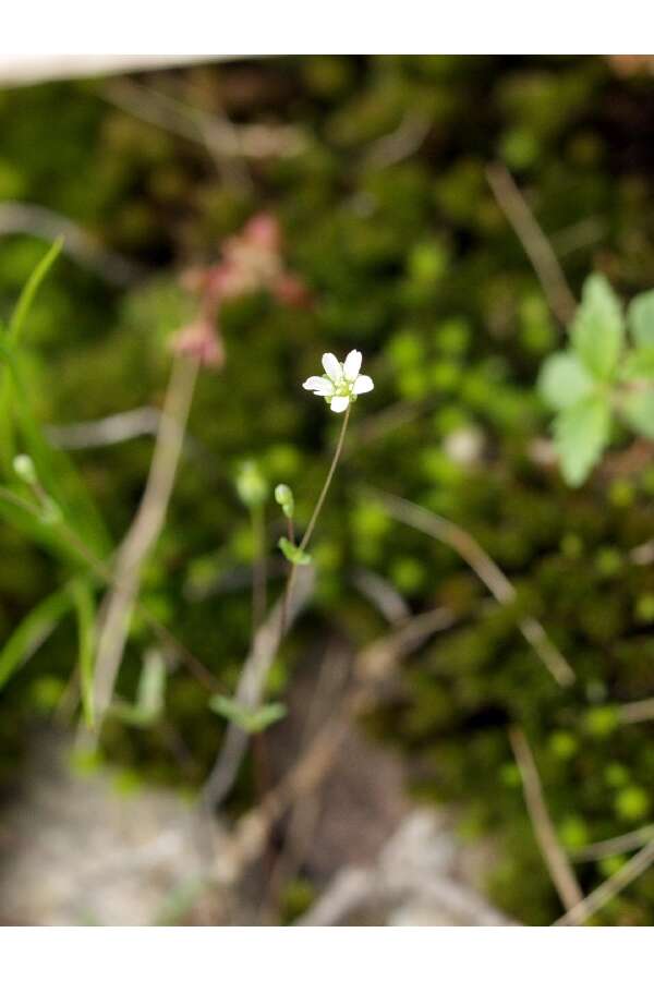 Image of One-Flower Stitchwort