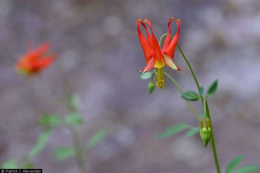 Image of Chiricahua Mountain columbine