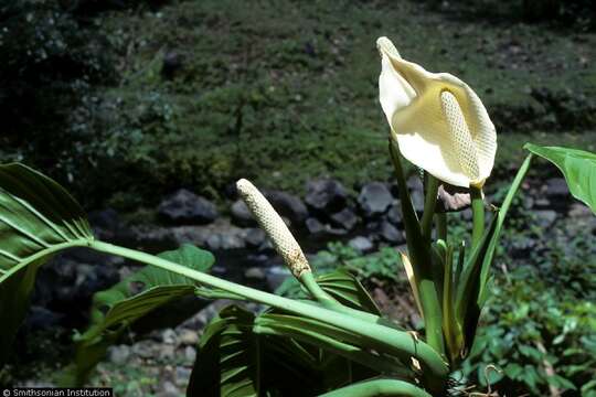 Image of Adanson's monstera