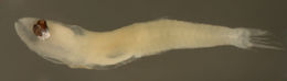 Image of Microgobius signatus Poey 1876