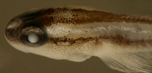 Image of Barsnout goby