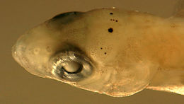 Image of labrisomid blennies