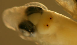 Image of labrisomid blennies