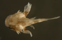 Image of Scorpaeninae