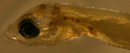 Image of Rosy Blenny
