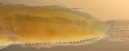 Image of Saddled Blenny