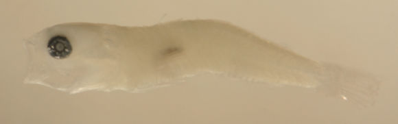 Image de Tigrigobius gemmatus (Ginsburg 1939)