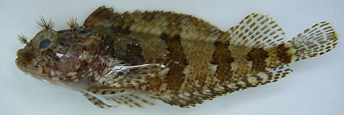 Image of <i>Labrisomus kalisherae</i>