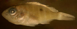 Image of Mutton Snapper