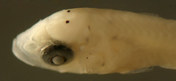 Image of Eucinostomus