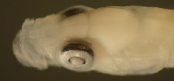 Image of Microgobius signatus Poey 1876