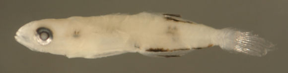 Image of Frillfin Goby