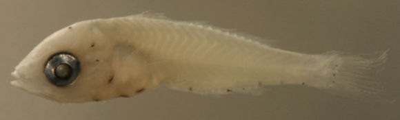 Sivun Eucinostomus kuva