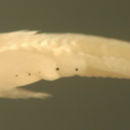 Image of Paleback goby