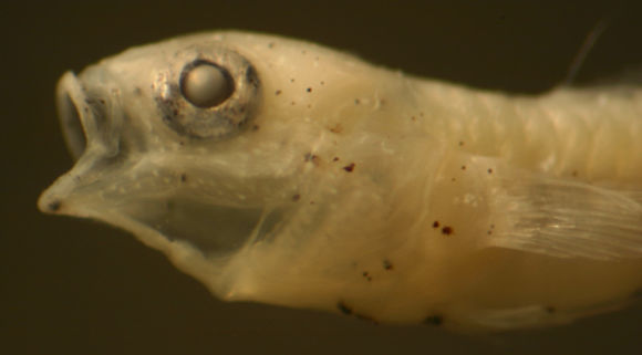 Image of Notchtongue Goby