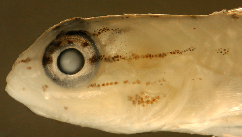 Image of Bridled Goby