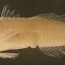 Image of orangespotted goby
