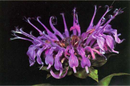 Image of wild bergamot