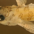Image of Barfin Blenny