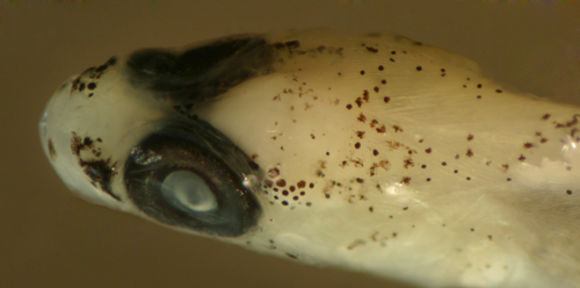 Image of Glass Goby