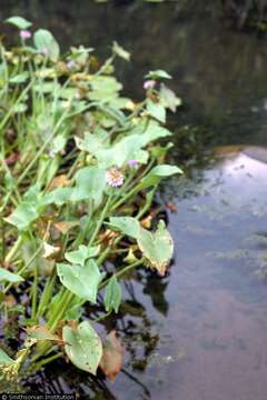 Image of arrowleaf falsepickerelweed