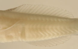 Plancia ëd Thalassoma bifasciatum (Bloch 1791)