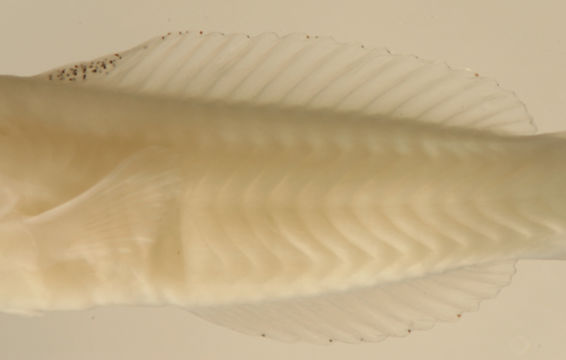 Image of Bluehead Wrasse