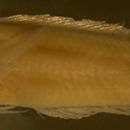 Image of <i>Labrisomus guppyi</i>