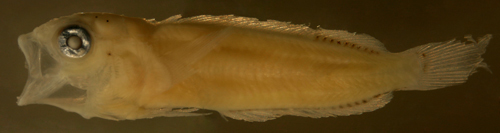 Image of <i>Labrisomus guppyi</i>