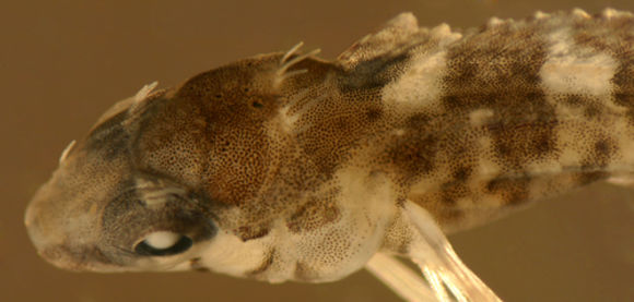 Image of Dusky Blenny