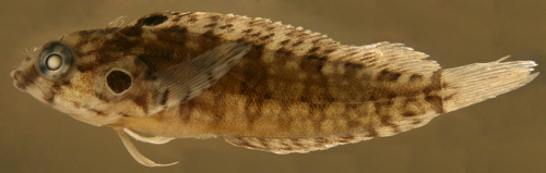 Image of Hairy Blenny