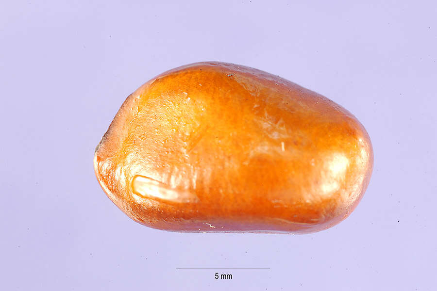 Image of calabash nutmeg