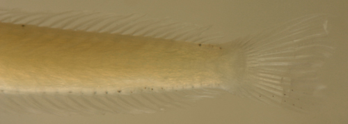 Image of Pugjaw Wormfish
