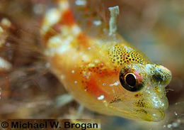 Image of Midnight blenny