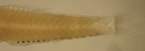 Image of Masked Goby