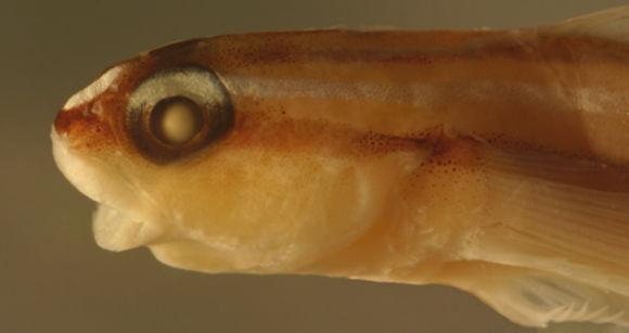 Image of Shark nose goby