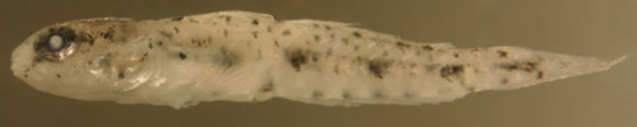 Image of Darter Goby