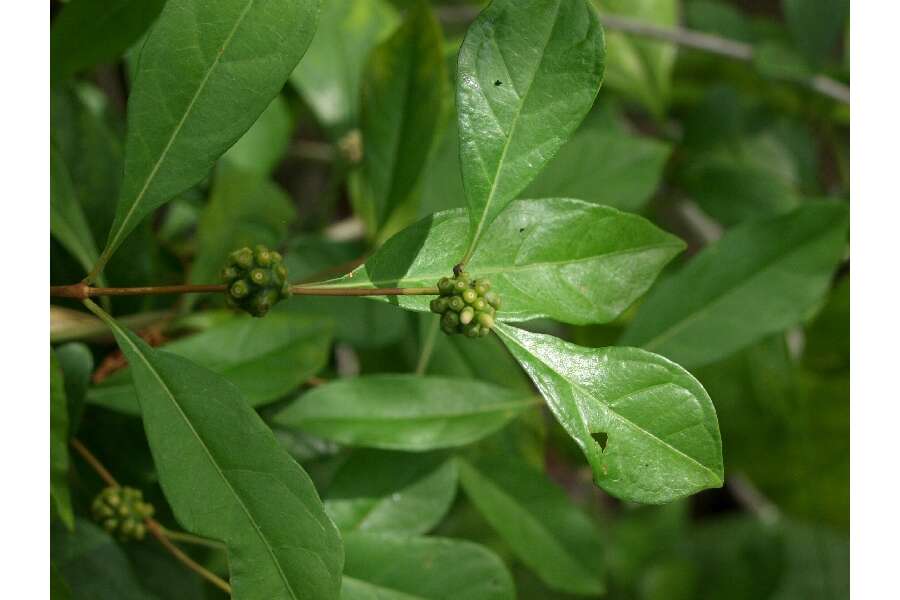 Image de Morinda royoc L.