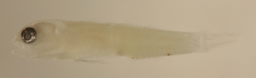 Image of Semiscaled Goby