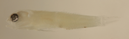 صورة Tigrigobius pallens (Ginsburg 1939)